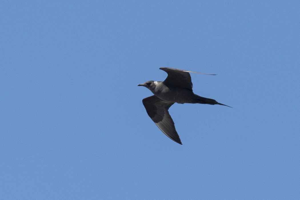 Parasitic Jaeger